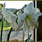 Weiße Amaryllis