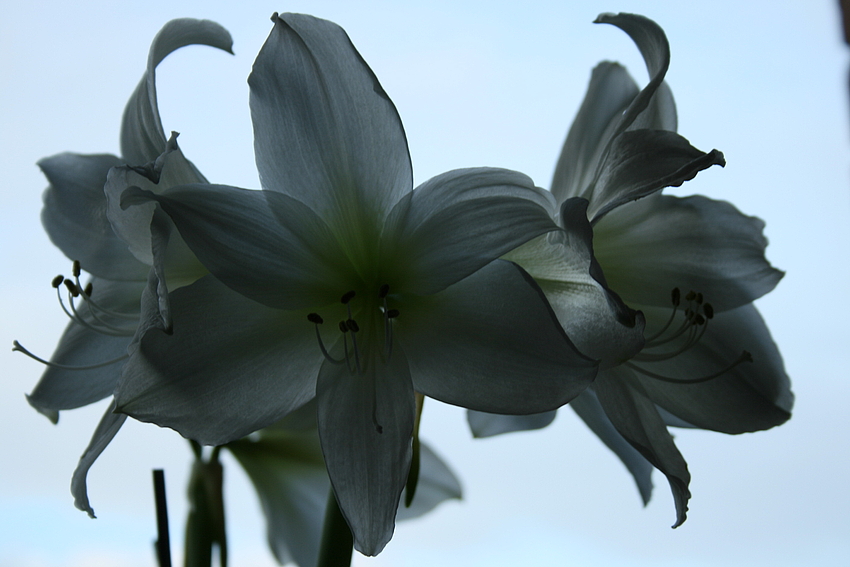 Weisse Amaryllis