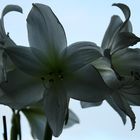 Weisse Amaryllis