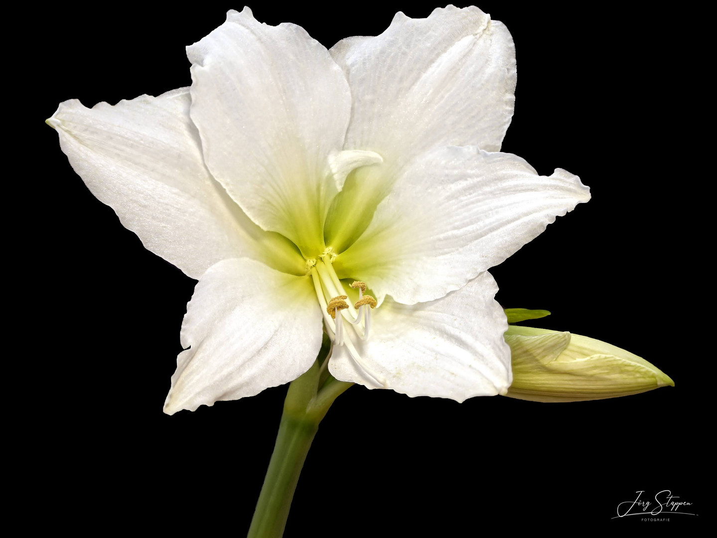 Weisse Amaryllis 