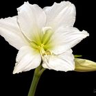 Weisse Amaryllis 