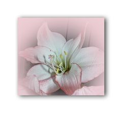 weiße Amaryllis