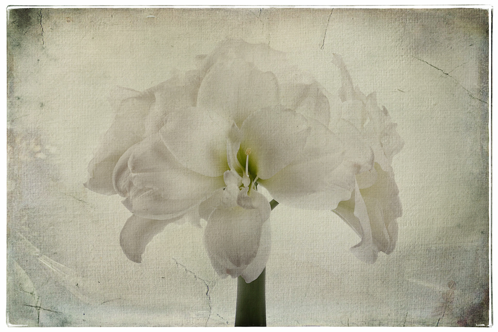 Weiße Amaryllis