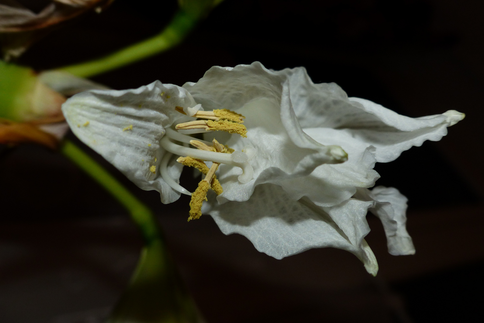 weisse Amaryllis Blume