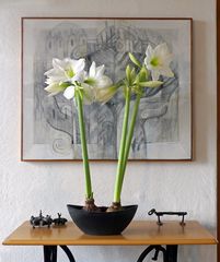 Weisse Amaryllis