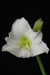 *** Weiße Amaryllis ***