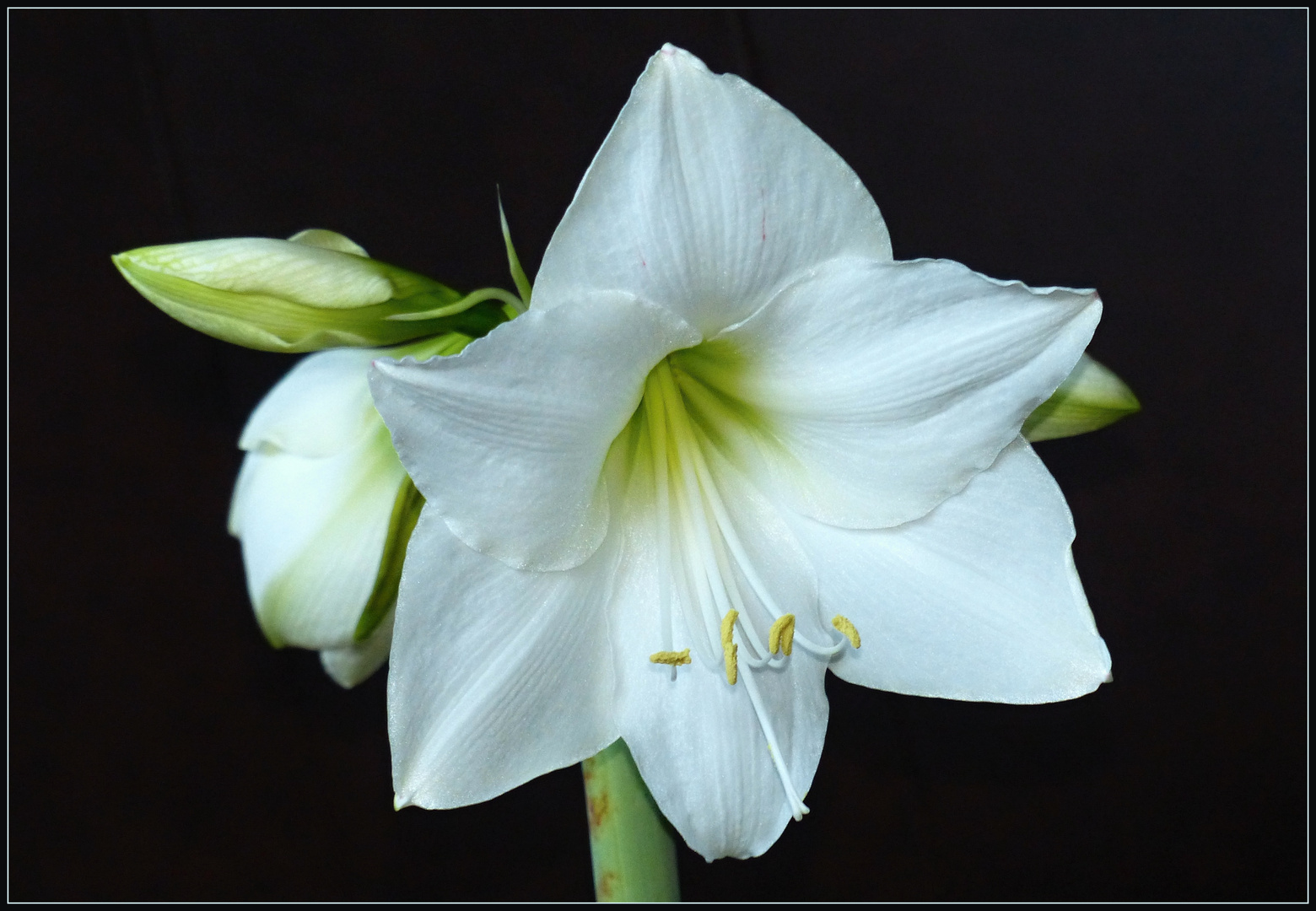 weiße Amaryllis