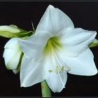 weiße Amaryllis