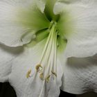 Weiße Amaryllis