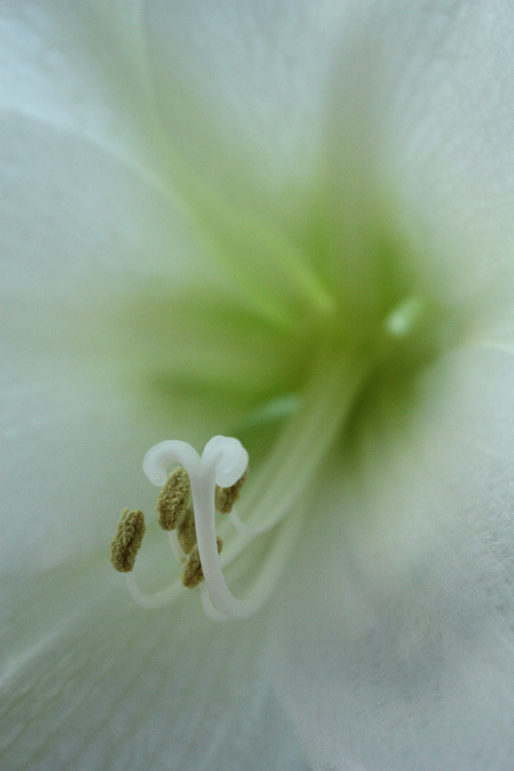 Weiße Amaryllis