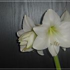 Weiße Amaryllis