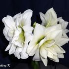 Weiße Amaryllis - so viele Blüten an einem Stil