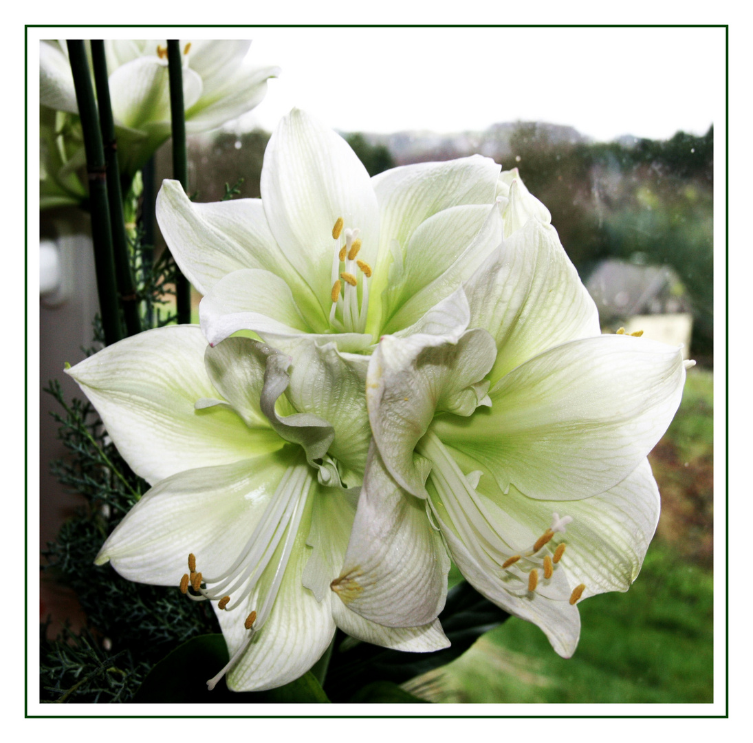 weiße Amaryllis, z.Zt. bei mir zu Hause