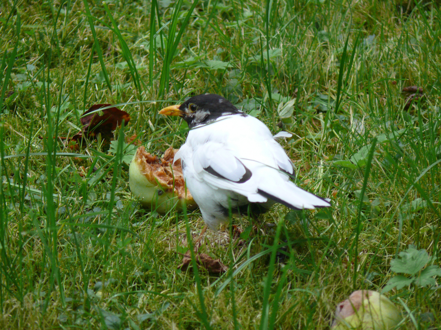 Weiße Amsel