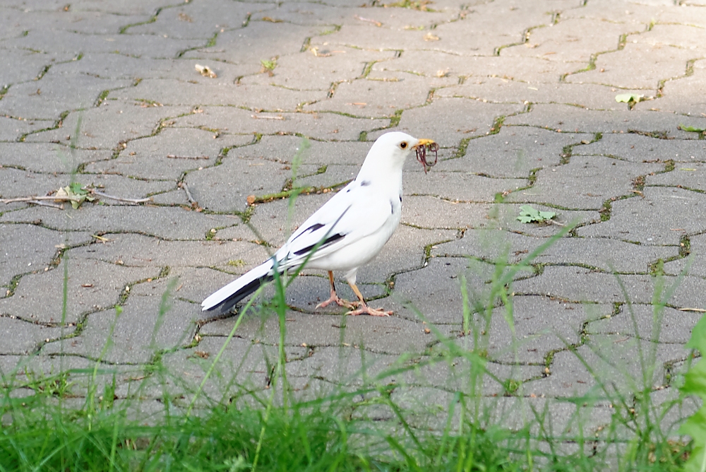 Weiße Amsel auf dem Ohlsdorfer Friedhof (Hamburg)