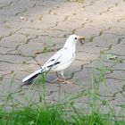 Weiße Amsel auf dem Ohlsdorfer Friedhof (Hamburg)