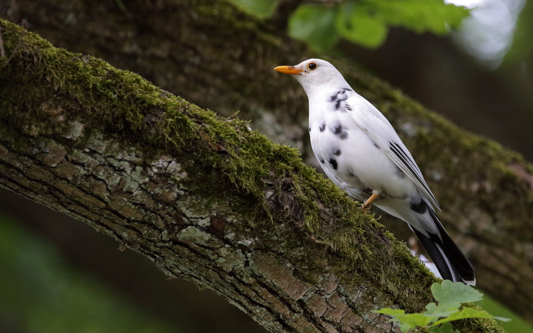 Weiße Amsel (Leuzismus)