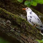 Weiße Amsel (Leuzismus)