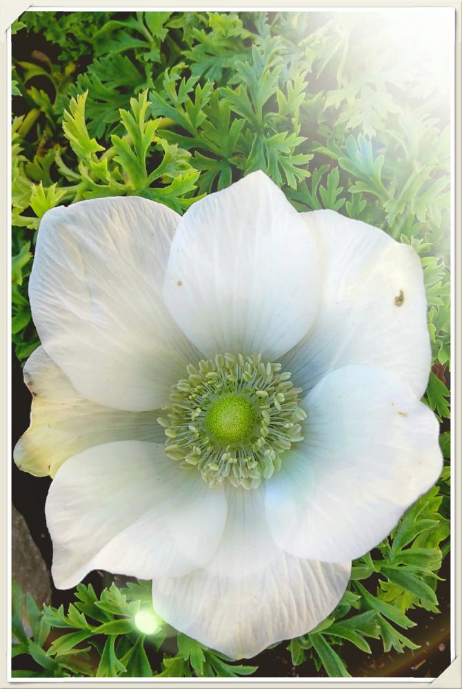 weiße Anemone