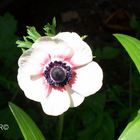 Weiße Anemone