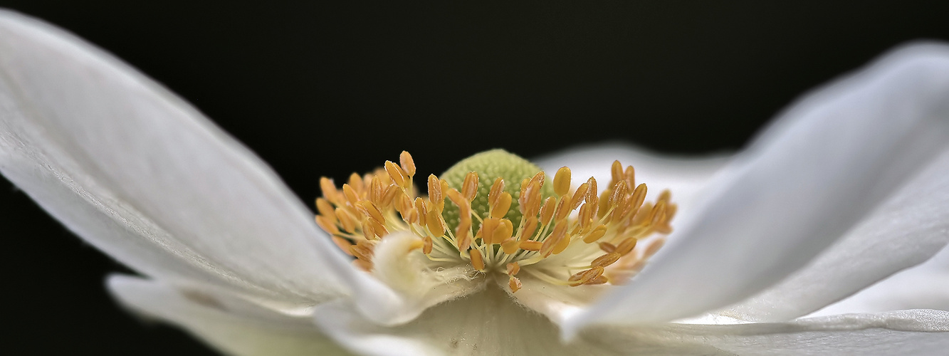 weiße Anemone