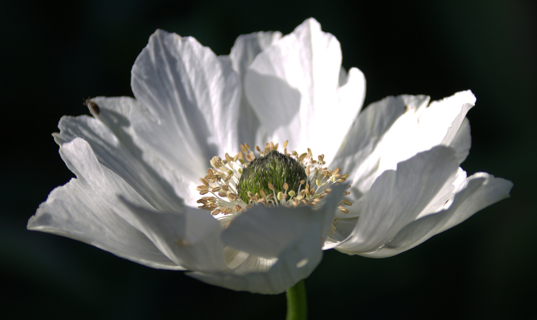 ...weiße Anemone...