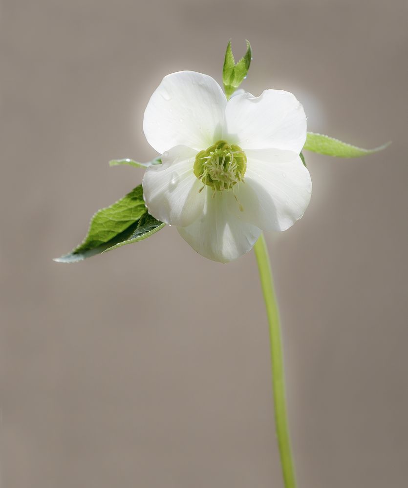 Weiße Anemone