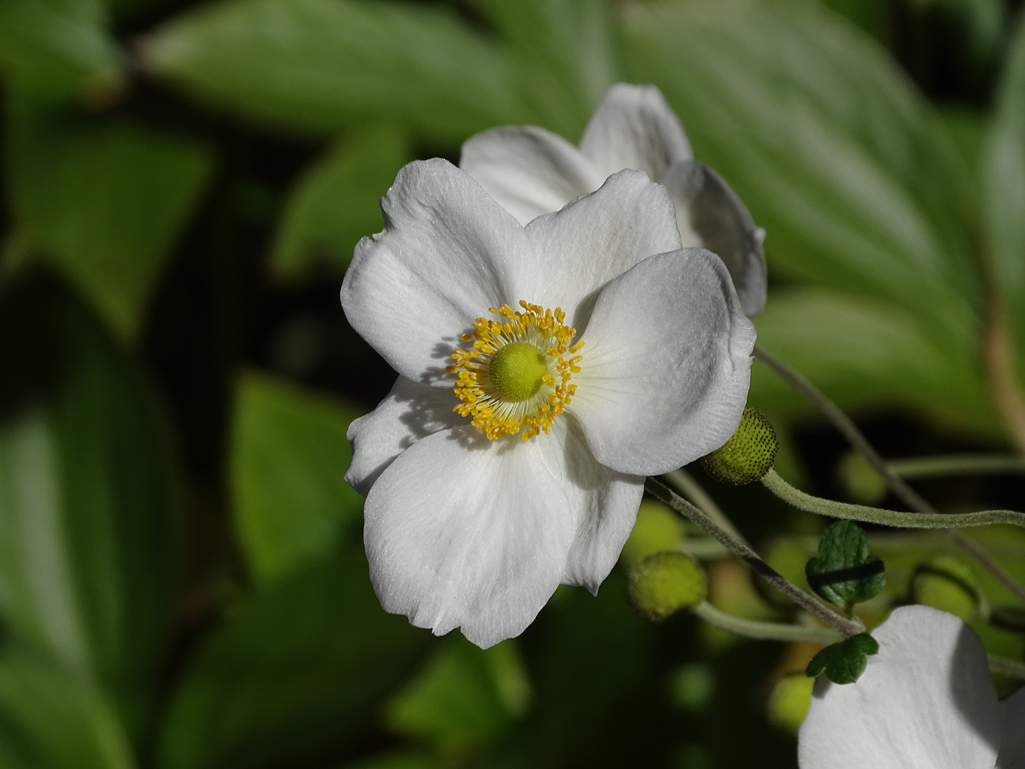 weisse Anemone