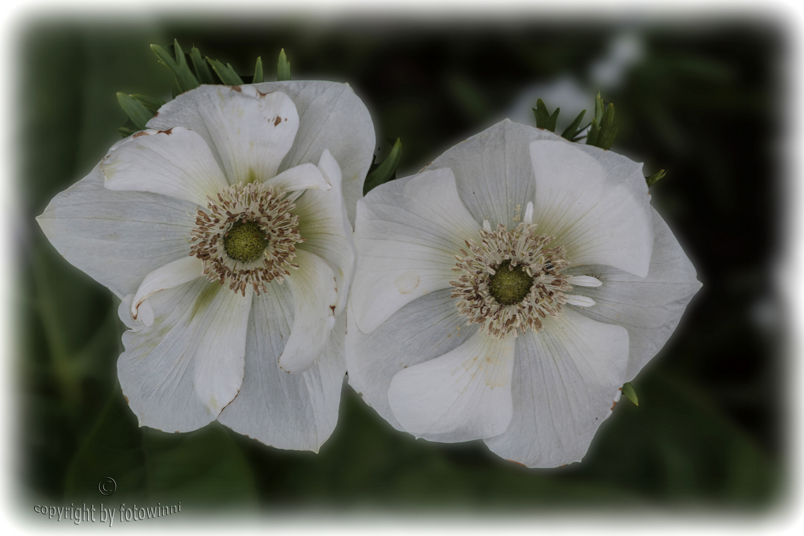 weisse Anemonen