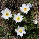 Weisse Anemonen