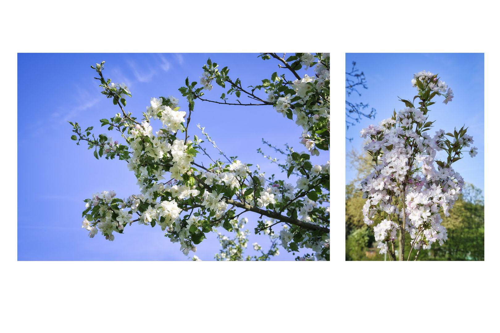 Weiße Apfel- und Kirschblüten im April