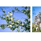 Weiße Apfel- und Kirschblüten im April