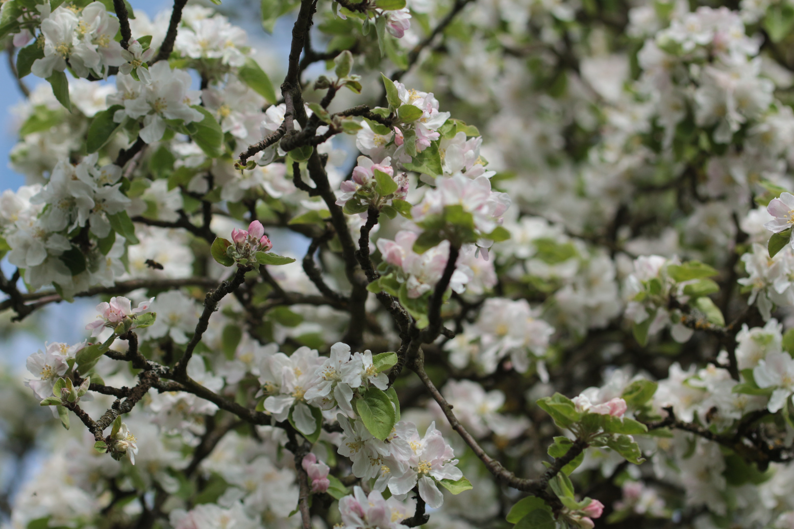 Weiße Apfelblüten