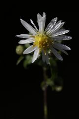 weiße Aster