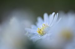 Weisse Aster