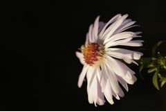 weiße Aster (2)