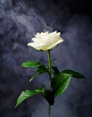 Weiße Athena Rose im Nebel