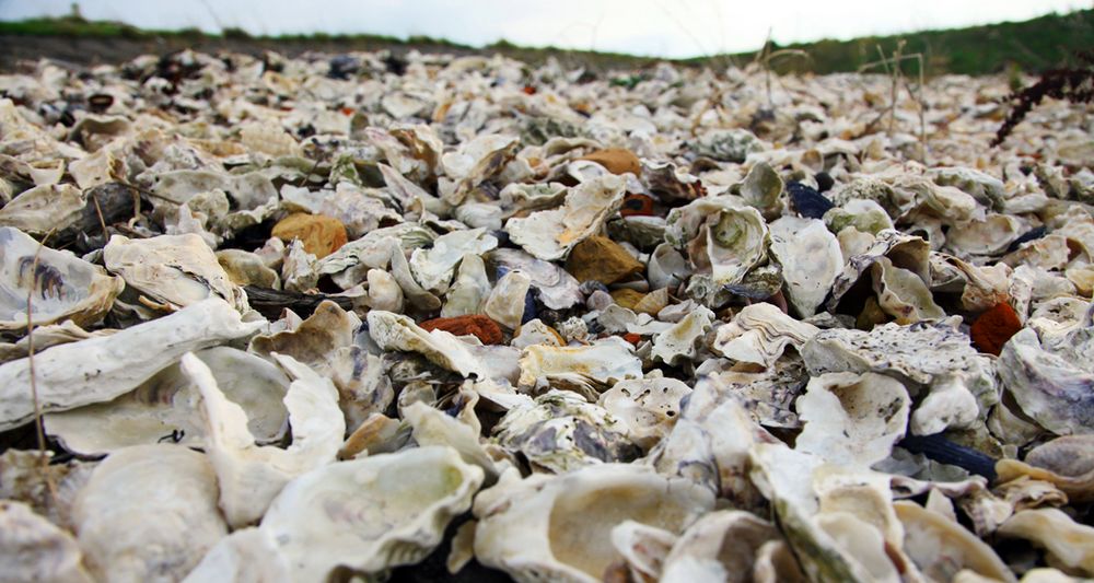 Weiße Austern in der Oosterschelde