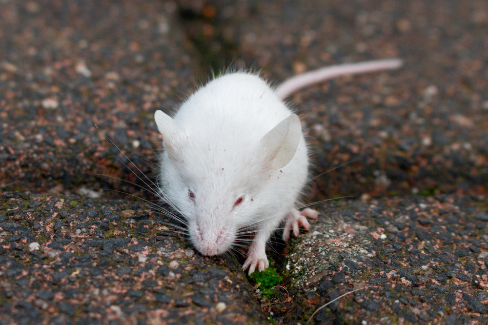 Weiße Baby Maus