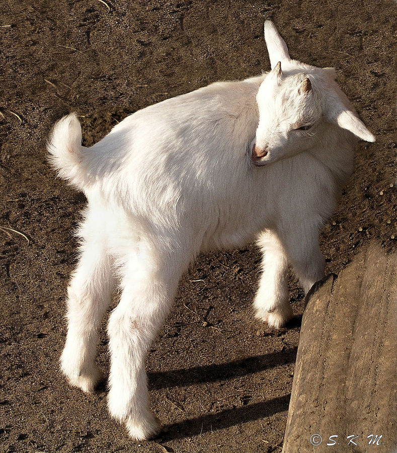 Weisse Babyziege im Tierpark