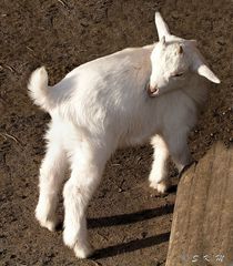 Weisse Babyziege im Tierpark