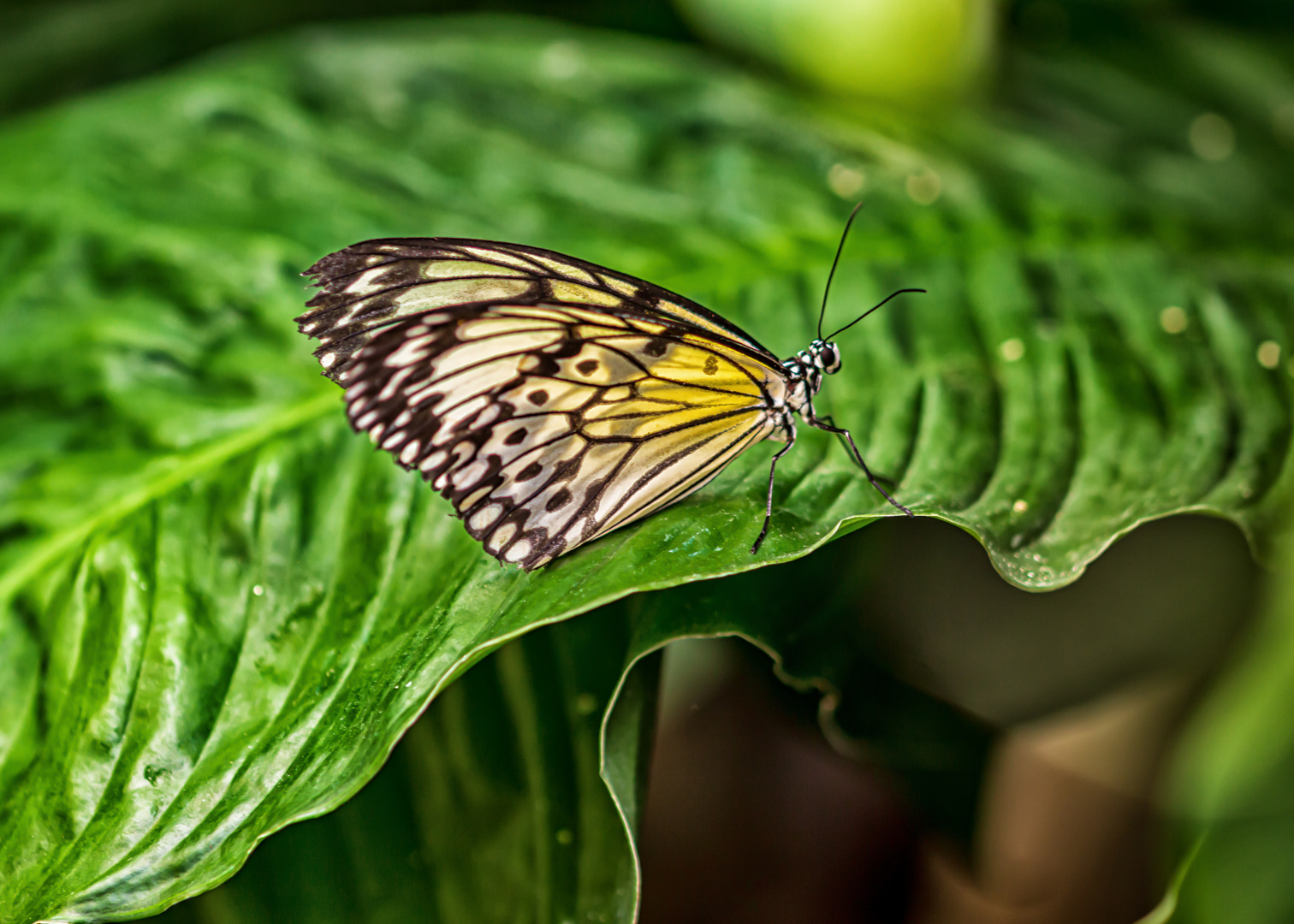 Weiße Baumnymph