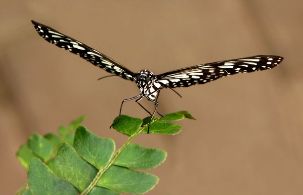 Weiße Baumnymphe...