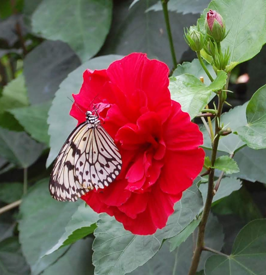 Weiße Baumnymphe am Hibiskus