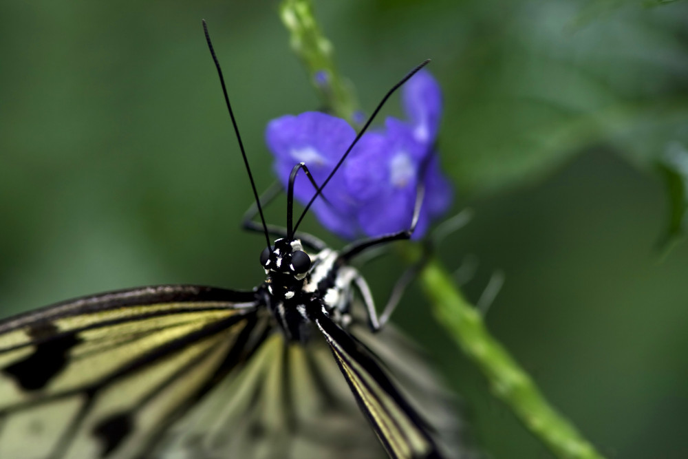 Weiße Baumnymphe (Idea leuconoe)