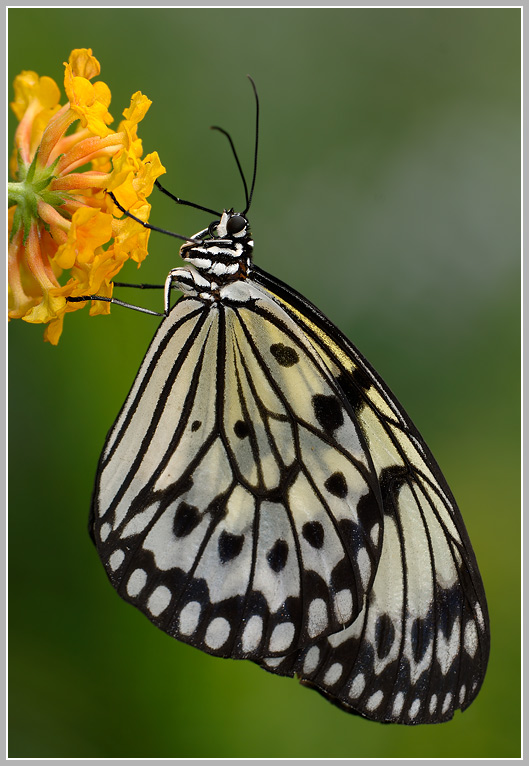 Weiße Baumnymphe (Idea leuconoe)