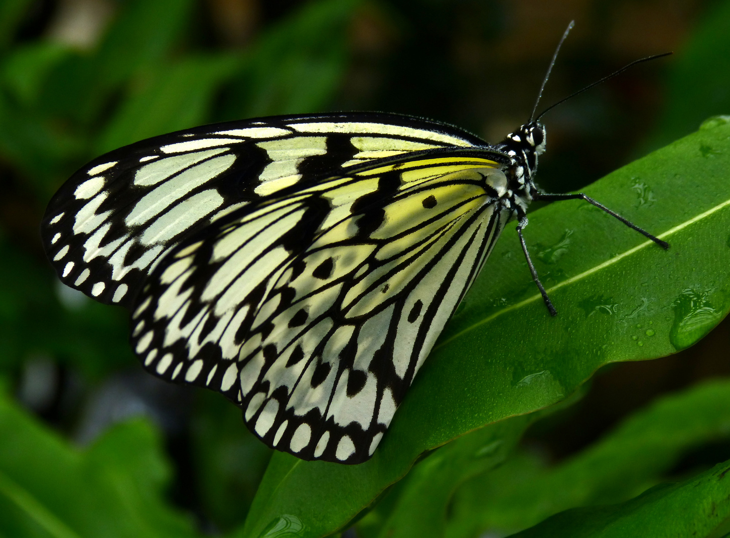 Weiße Baumnymphe (Idea leuconoe)