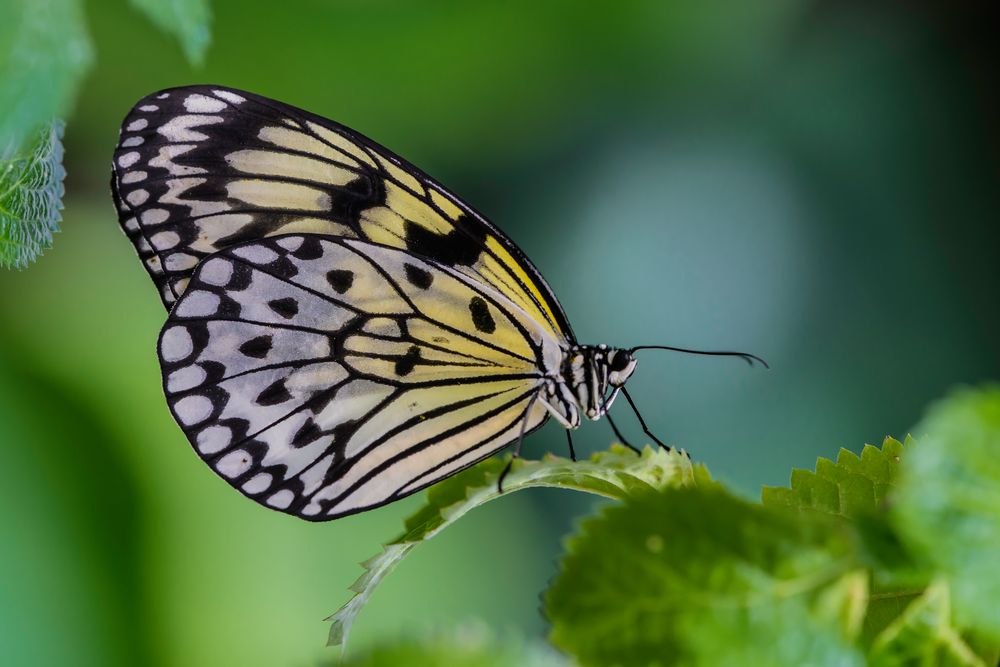 Weisse Baumnymphe (Idea leuconoe)