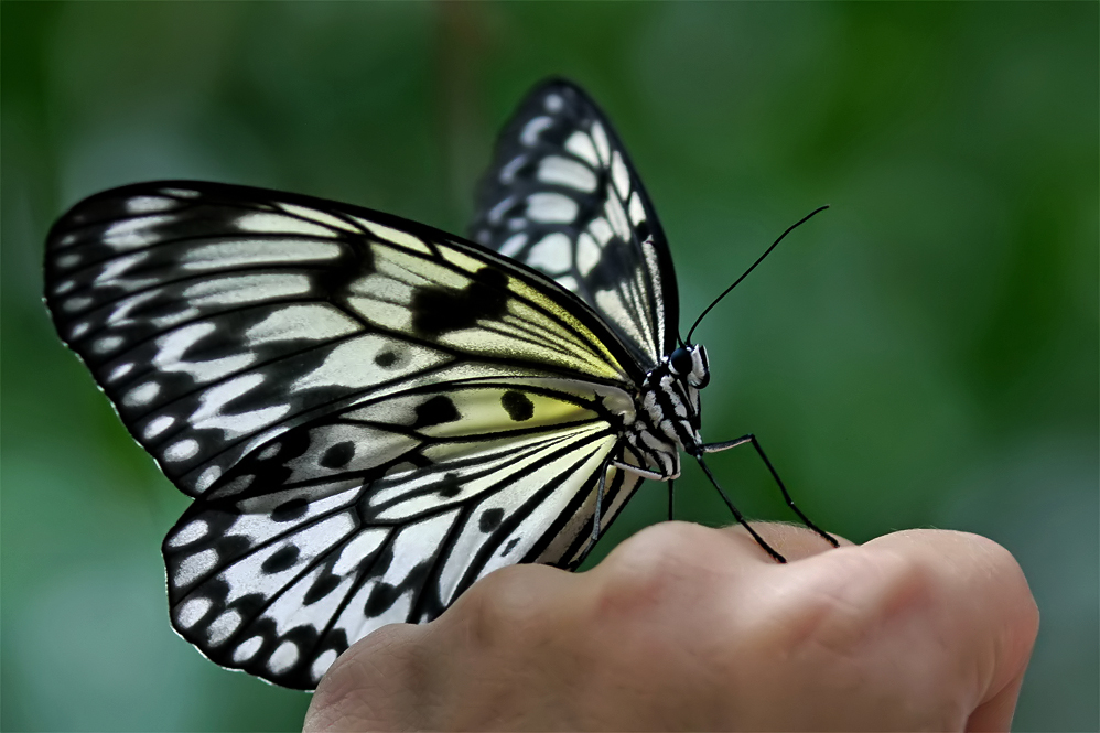 Weiße Baumnymphe (Idea leuconoe)