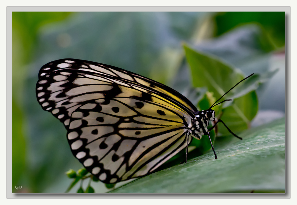 Weiße Baumnymphe (Idea leuconoe)